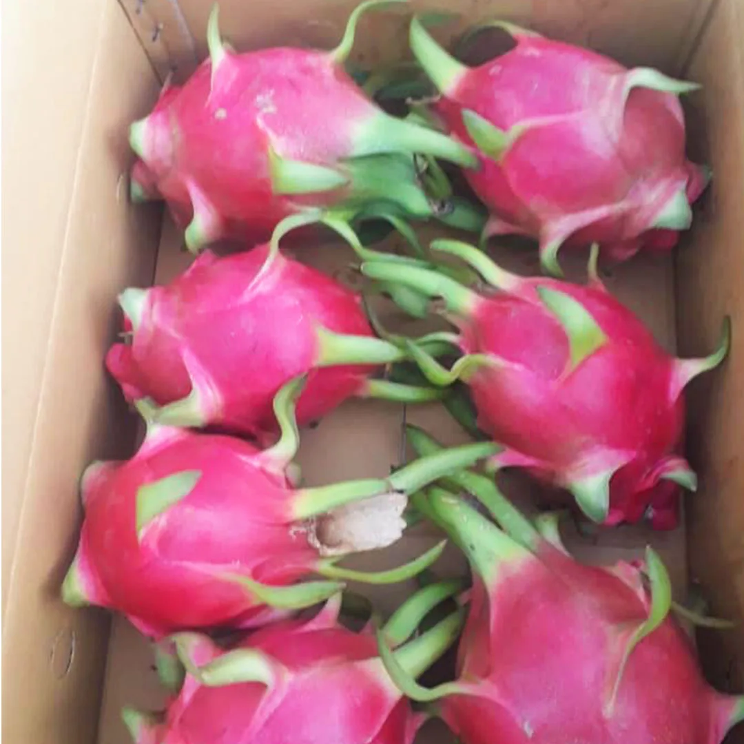 BEST SELLING 2023 NATURAL HIGH QUALITY RED DRAGON FRUIT VIET NAM FOR SUPER MARKET