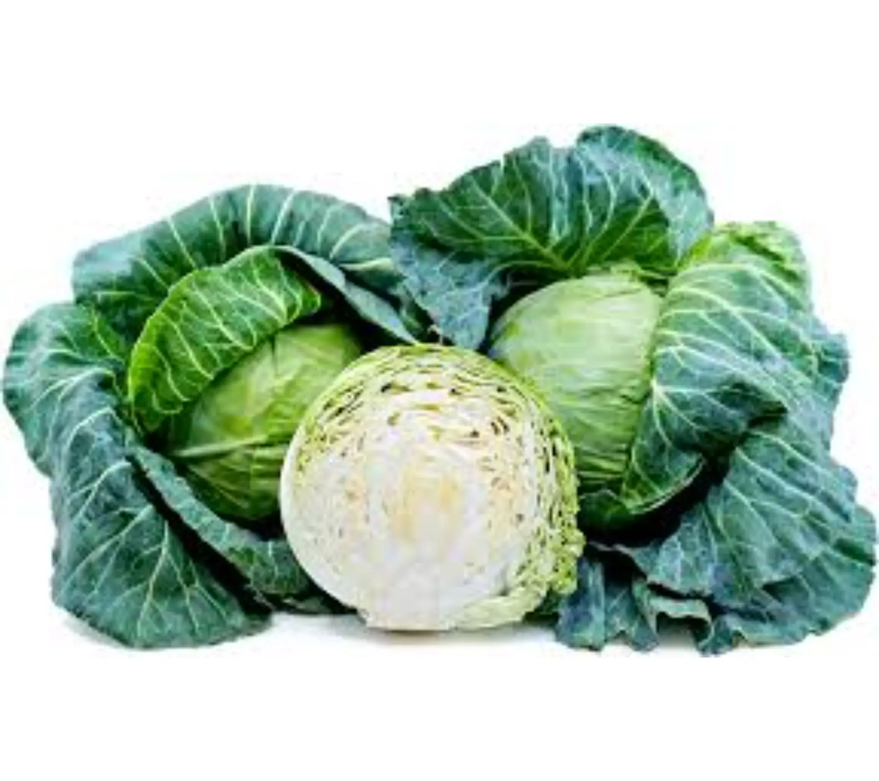 fresh vegetable cabbage Hybrid Copenhagen verity Op Copenhagen export open pollinated verity exporter company India