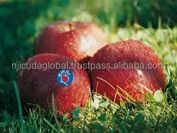 Kiku Apple fruit.jpg