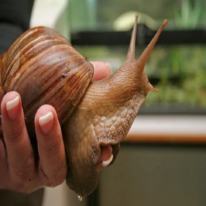 Frozen Snails, Dried African Giant Land Snails Meat