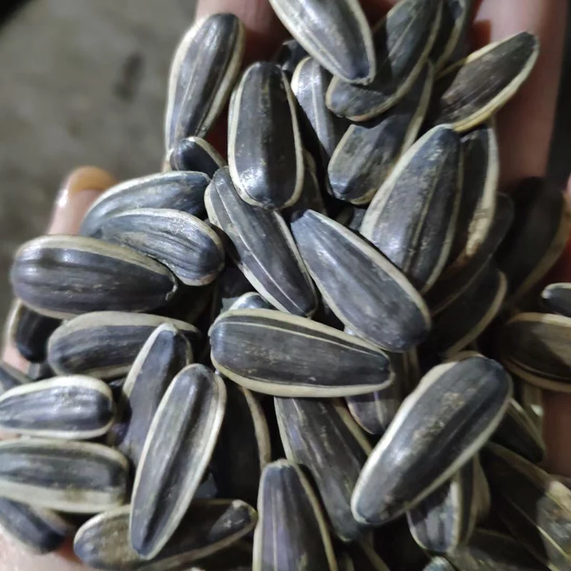 Sunflower Kernel Wholesale Price 2022 Crop Cheap Price Raw Sunflower Kernel