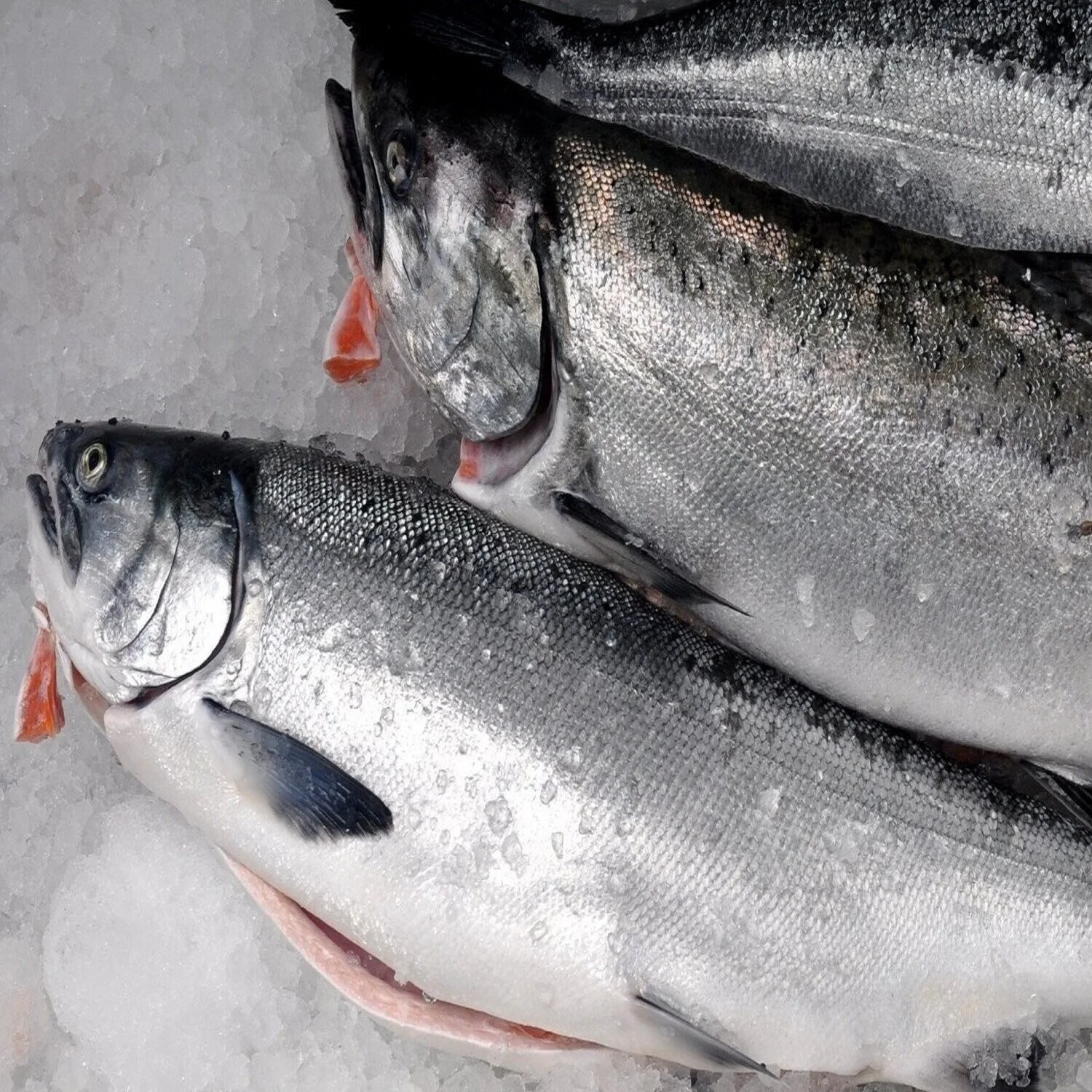 100%  Netherlands Export Quality Fresh Frozen Salmon Fish at Bulk Price