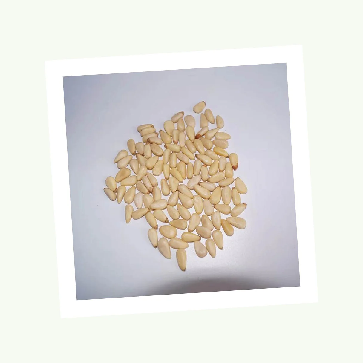 Good Quality Top Selling Pine Nuts Chilgoza Available in Custom Packing