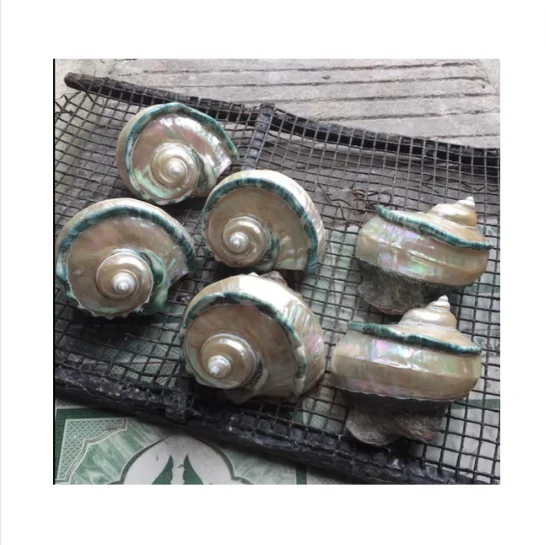 Высококачественная полированная Морская ракушка синяя линия-хорошая цена морская раковина для украшения подарка-высококачественный декор