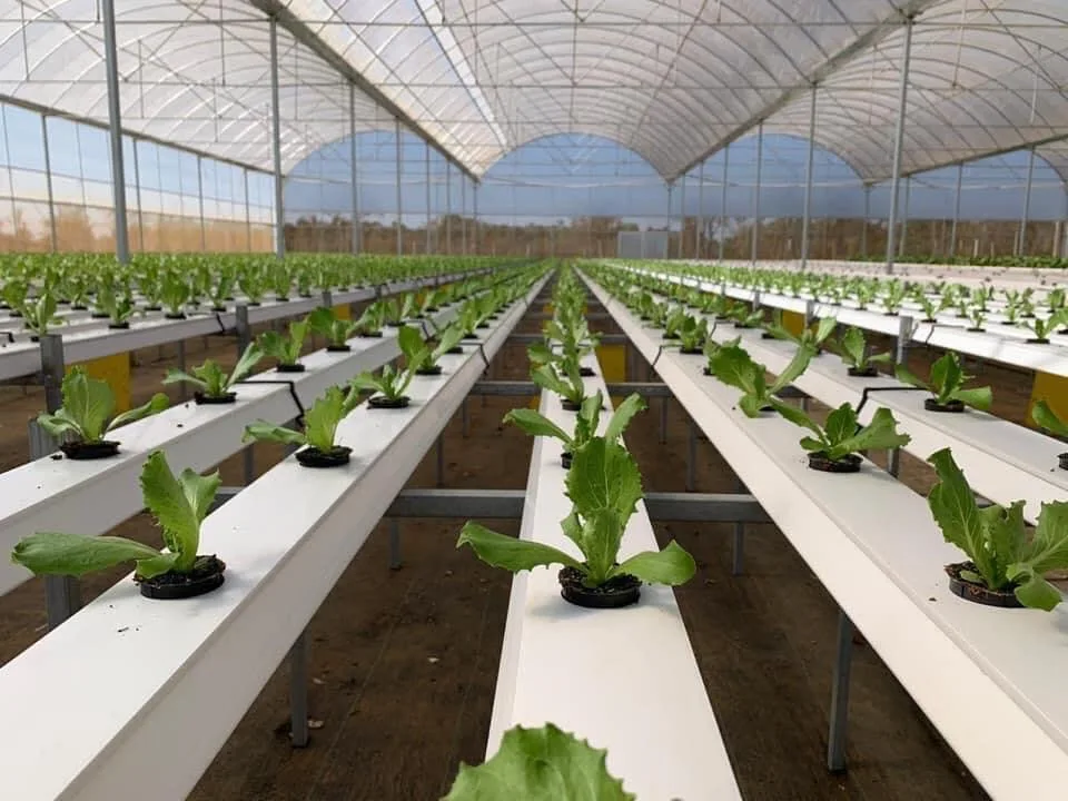 COCO PEAT Block 400g. High Quality 100% Natural Washed Coconut Peat Prices Manufacturer Organic