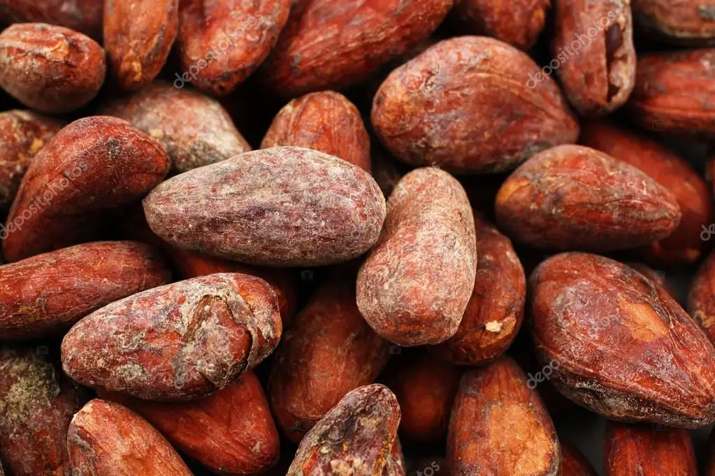 100% Organic Cacao Beans /Sundried Criollo Cocoa Beans / High Grade Dried Raw Organic Cocoa Beans