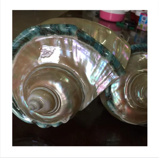 High quality Polished Seashell blue line - Good price Sea shell for gift decoration - high quality decor seashell blue color