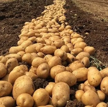 Экспорт свежего картофеля за границу для производства