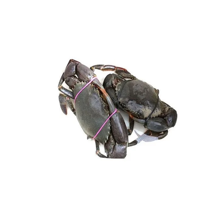 high quality live king crab for sale bulk supplier hot sale live mud crabs blue frozen mud snow crab