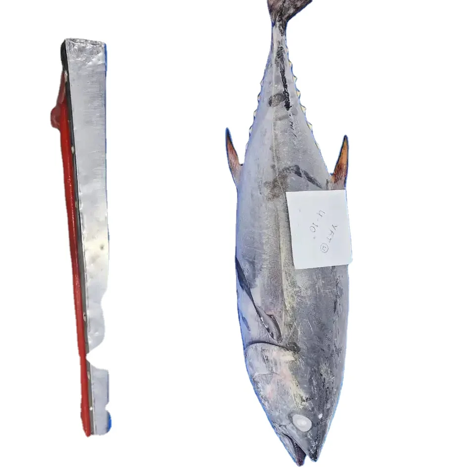 FROZEN YELLOWFIN TUNA FISH WHOLE ROUND TOP QUALITY FISH FROM INDIA TOP SELLING PRODUCT 24 MONTHS SHELF LIFE