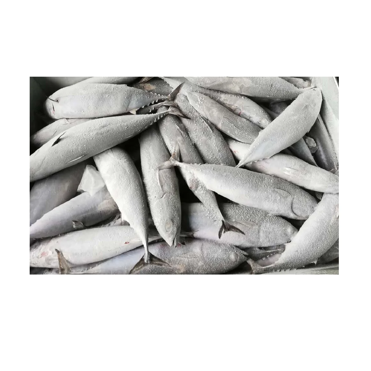 Storage Good Quality High Grade Package Custom Shape Whole Body bonito fish price Bod Auxis Rochei Bonito from Vietnam