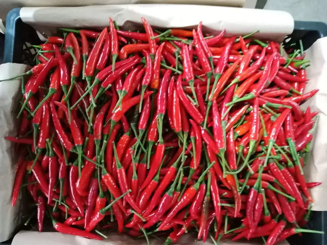 100% natural fresh chilli / Vietnam chilli