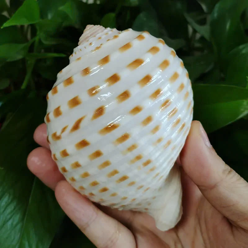 Spotted Tun Shell Natural Seashell for Coastal Home Decor and Marine Life Collections Blue Lotus 2024
