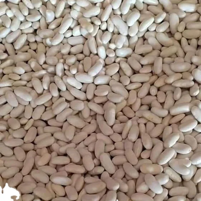 white kidney beans at wholesale prices