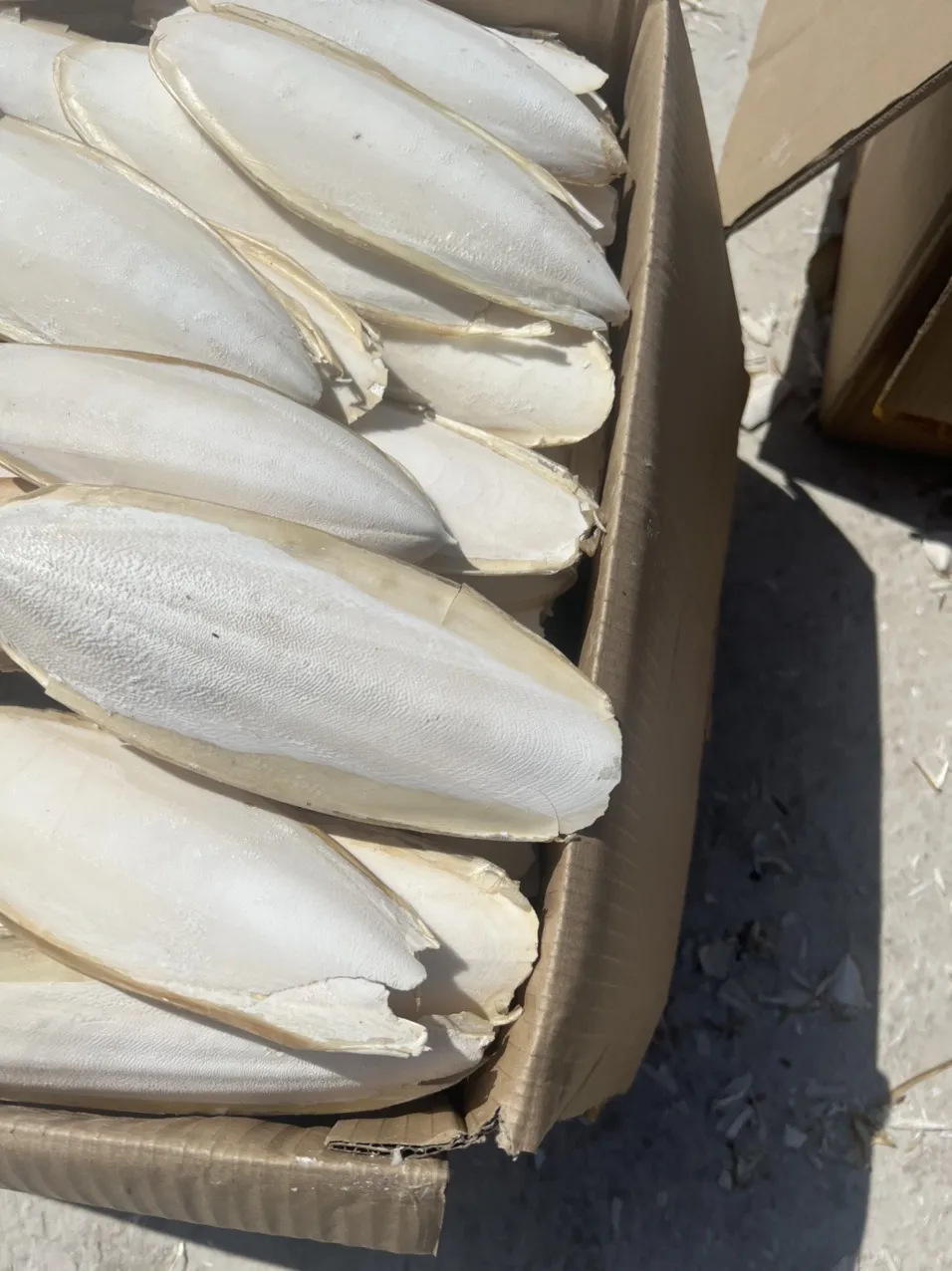 Sun Dried Cuttlefish Bone for customers Vietnamese NATURAL WHITE Dried CUTTLEFISH BONE SQUID BONE
