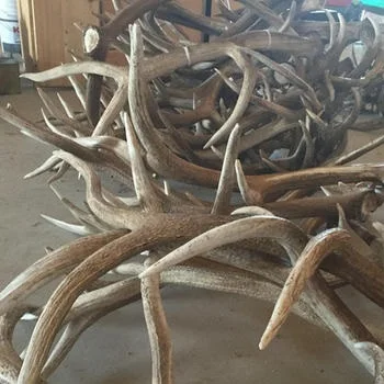 Antlers 4.jpg