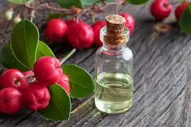 Wholesale High Quality and Reasonable Price Natural Wintergreen Essential Oil