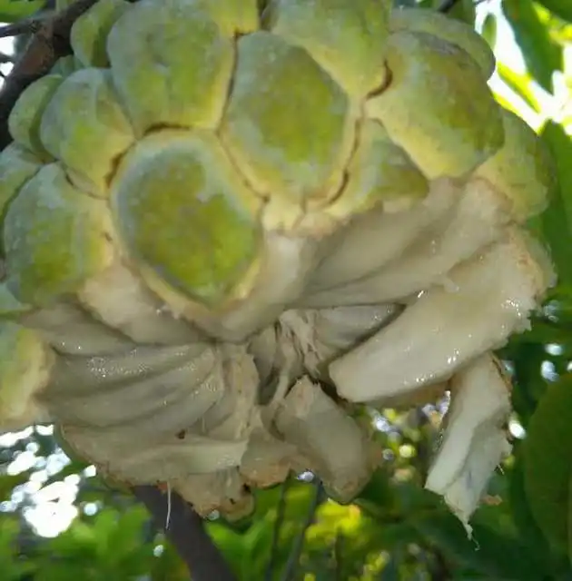 Annona cherimola fruit from egypt