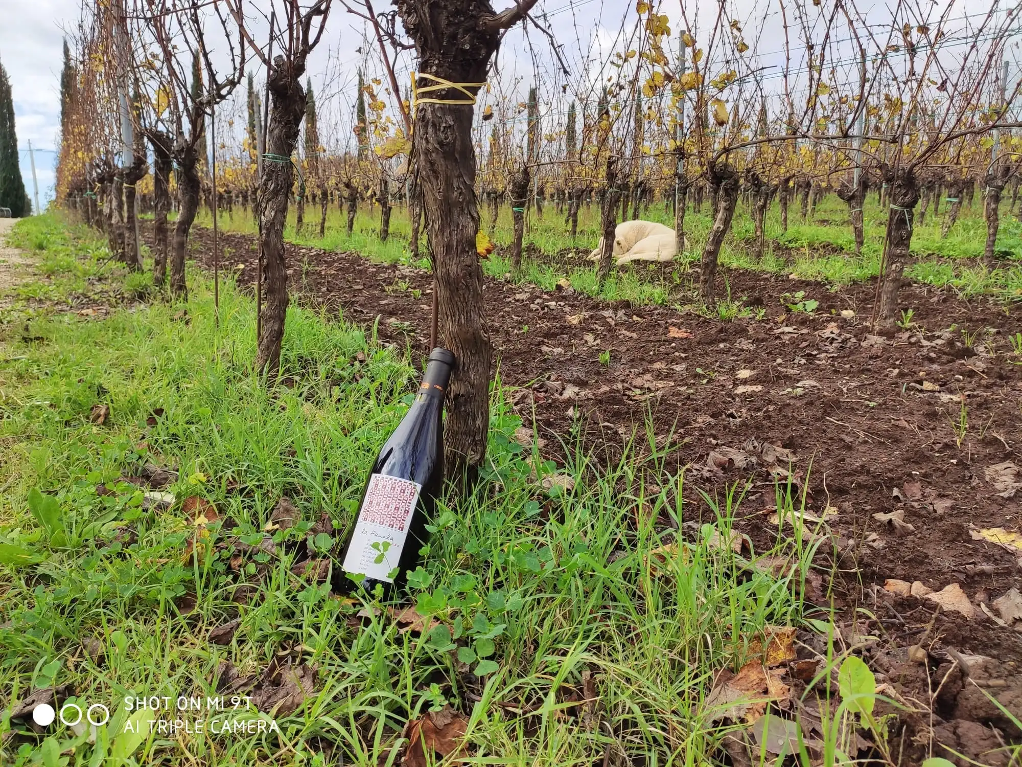 Italian High Quality Organic Verdicchio Bombino and Grechetto White Wine 75 Cl - La faiola Bianco for Aperitif and Dine