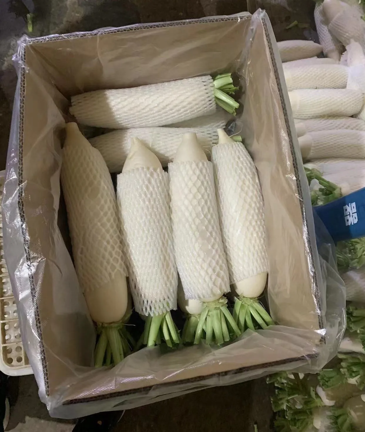 Cheap Price Market Naturally Grown and Wisely Picked Radish