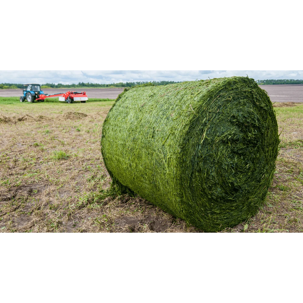 2022  Super Top Quality Alfafa Hay for Animal Feeding Stuff Alfalfa / Timothy / Alfalfa Hay for Sale