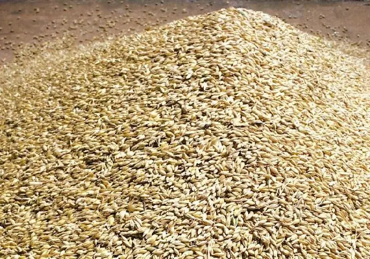 100 % Pure Natural Wheat Grain Human Consumption/ Wheat Grain / Ukraine Wheat for Sale / Barley