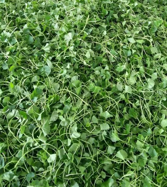 Natural Plant Extract Rich Vitamins Dissolves Quickly In Water Freeze-drying Technology Centella Asiatica Powder Vietnam