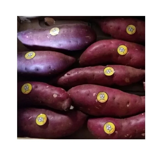 Most Searched Cleaned Organic Natural Fresh Sweet Potato