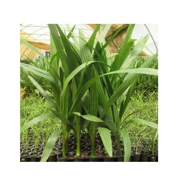 Raw Fresh Organic PH 8 to 11 Soil Condition Ripe Fruit Are Soft With Thick Flesh The Highest Quality Of Date Palm Tissue Culture