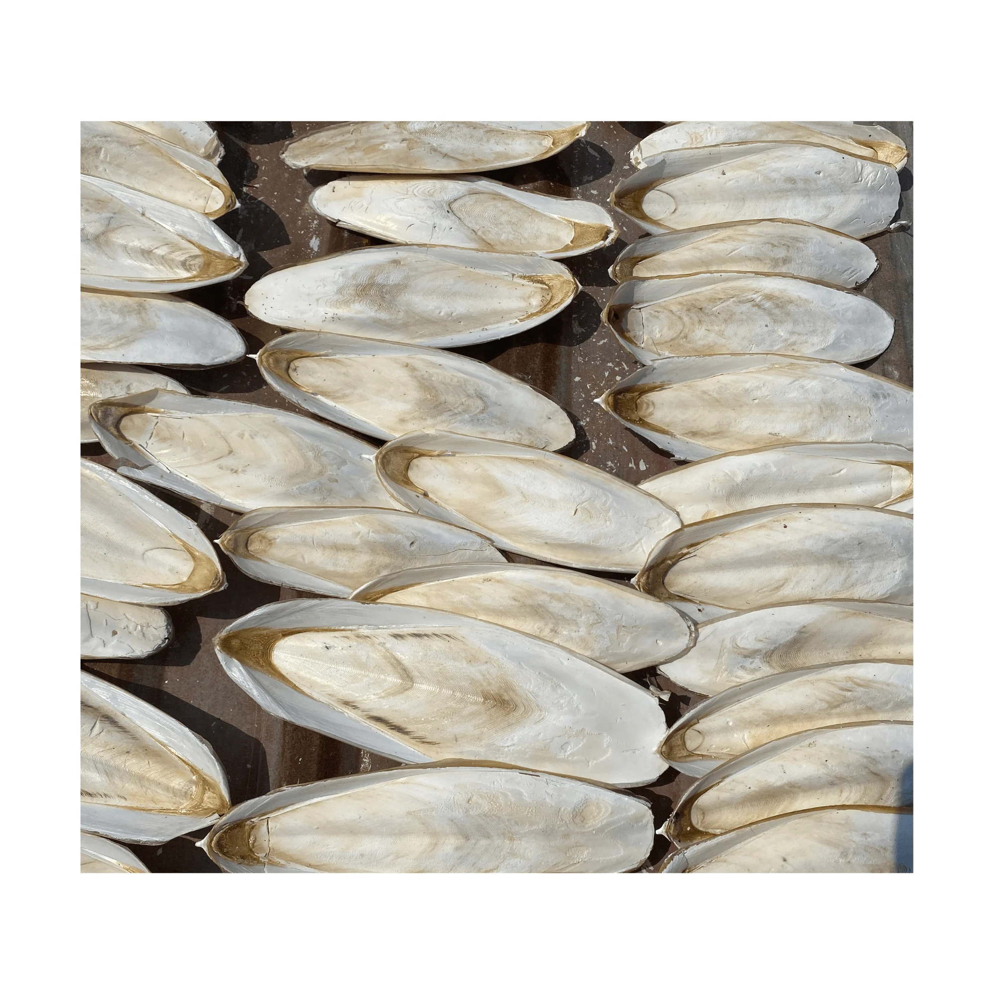 Wholesale Dried Squid Cuttlefish Bone: High-Quality, Natural Bird Food from Vietnam at Competitive Export Prices From 99GD