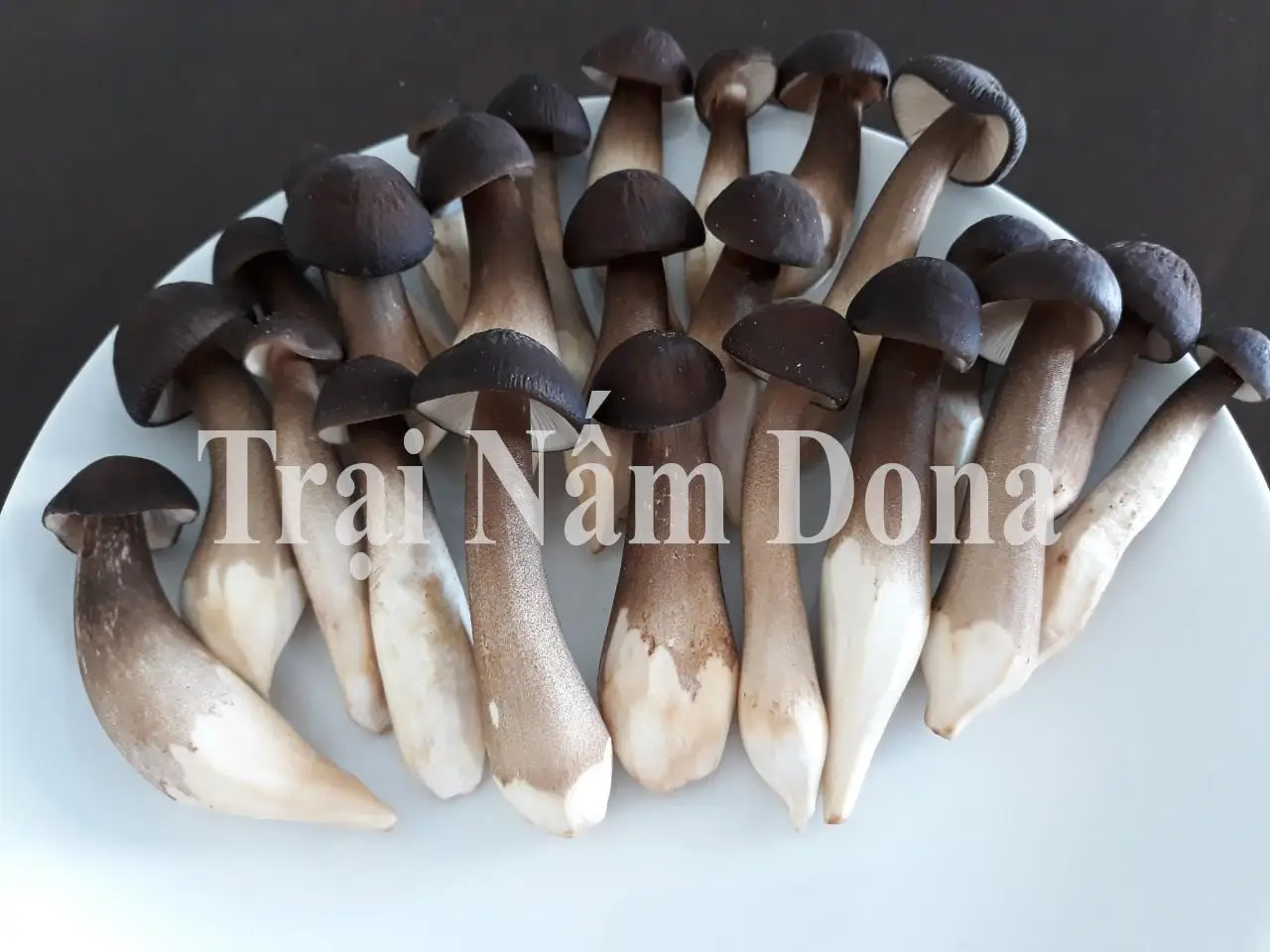 Культивируемый киновозный грибок термитов (Termitomyces albuminosus) цельный сушеный гриб источник сырого корма для фермерского использования низкая цена