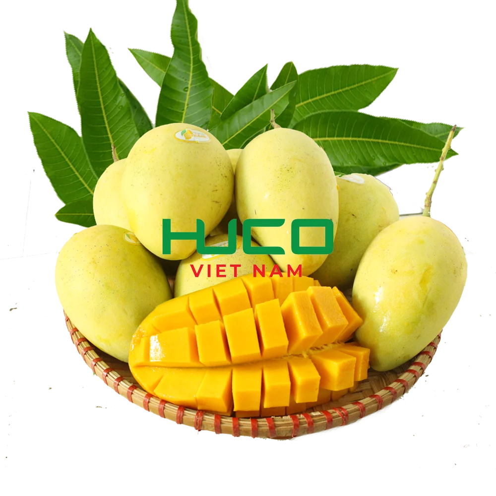 Premium Grade  Fresh Mango Best Selling Fresh Mango Fruit Exporter from Vietnam