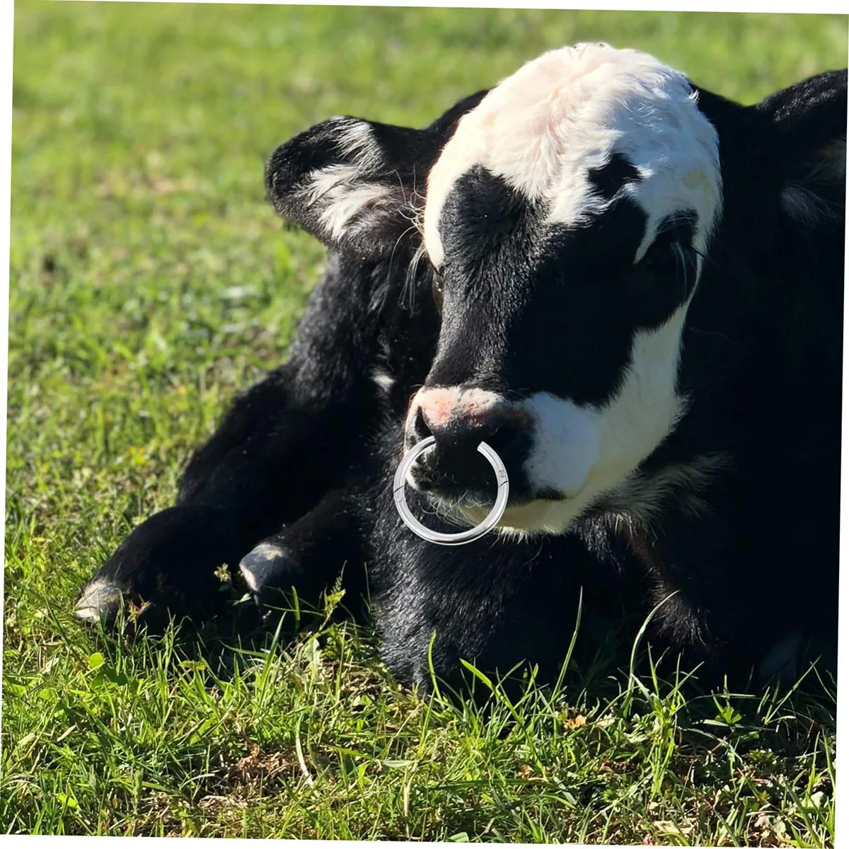 Stainless Steel Veterinary 10 cm Cattle Bull Nose Rings BEST quality in cheap price supplier from Sialkot Pakistan