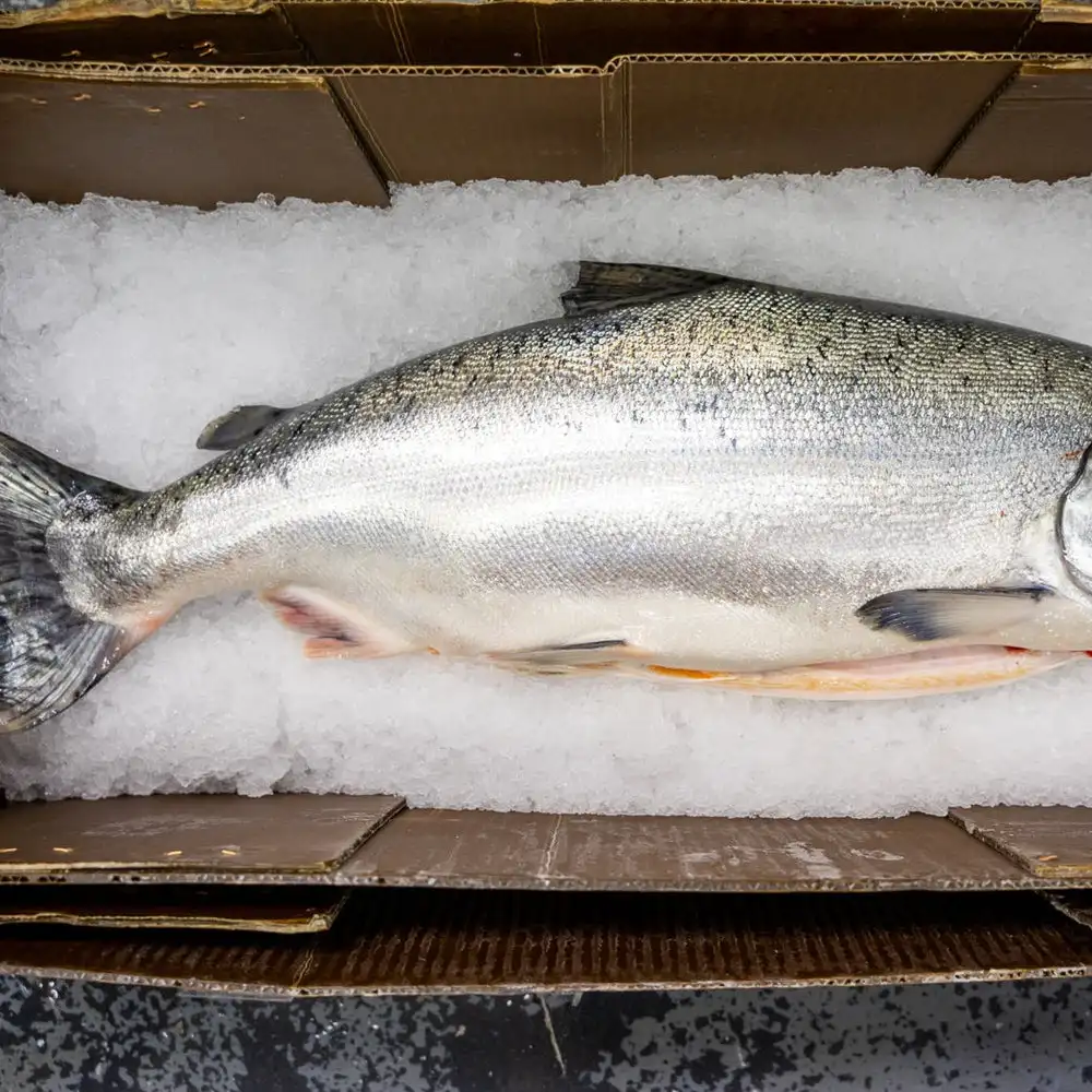 100%  Netherlands Export Quality Fresh Frozen Salmon Fish at Bulk Price