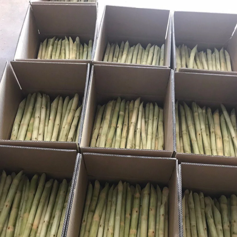 Top-tier Quality Frozen Sugarcane Tropical Sugarcane Juice Concentrate Made in VietNam Cheap price Nutrient-Rich Beverage