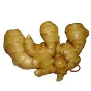 Ginger Fresh Vegetables Style Organic Weight Origin Type Variety ISO Place Model Cultivation