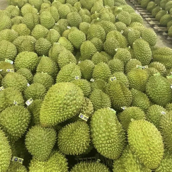 Vietnam Fresh Durian Type Monthong Ri6 Premium Quality Best Price