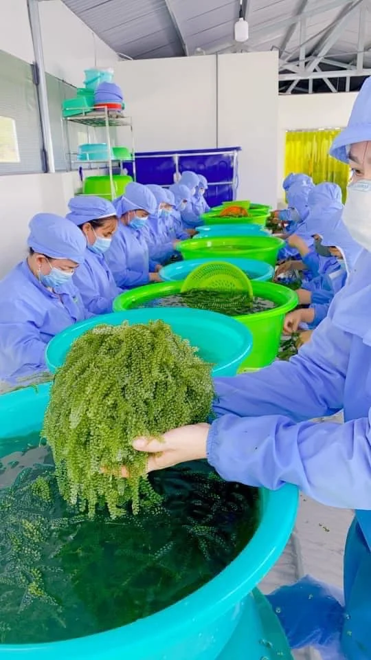 Органический вьетнамский дегидратированный морской виноград/деликатные водоросли/ (Ms. Jennie)