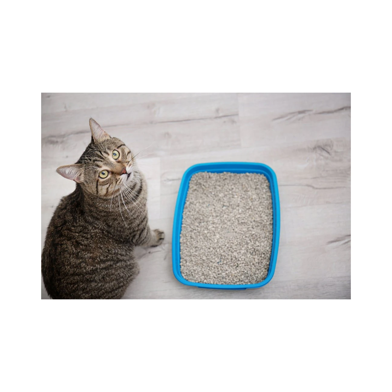 Fast Agglomeration Ball-Shaped Bentonite Cat Litter sand wholesale from China factory