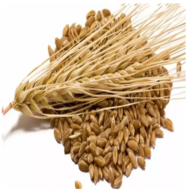 Высококачественное Ячменное Зерно для экспорта, ячмень солода