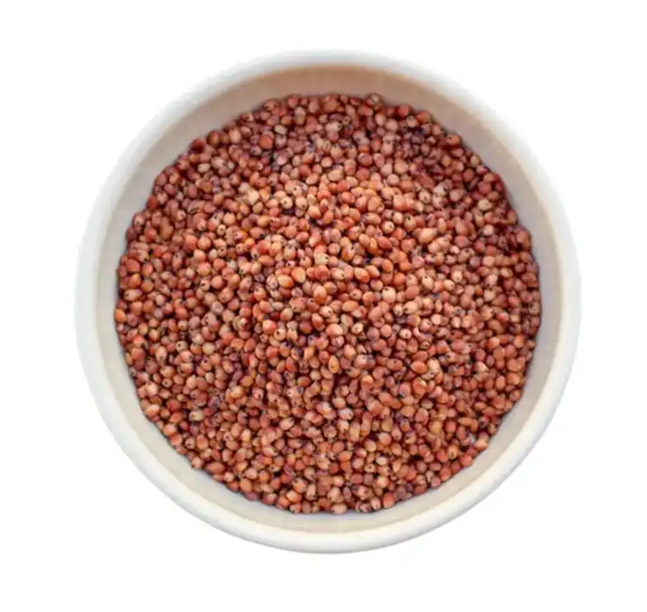 Bulk Quantity Wholesale Seeds Of Grain Sorghum Bulk Red and White Sorghum In Cheap Price Available