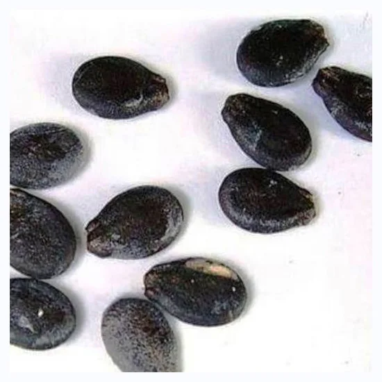 Hot sale White watermelon seeds/ White melon seeds for SALE dried and fresh wholesale water melon seeds kernels hulled