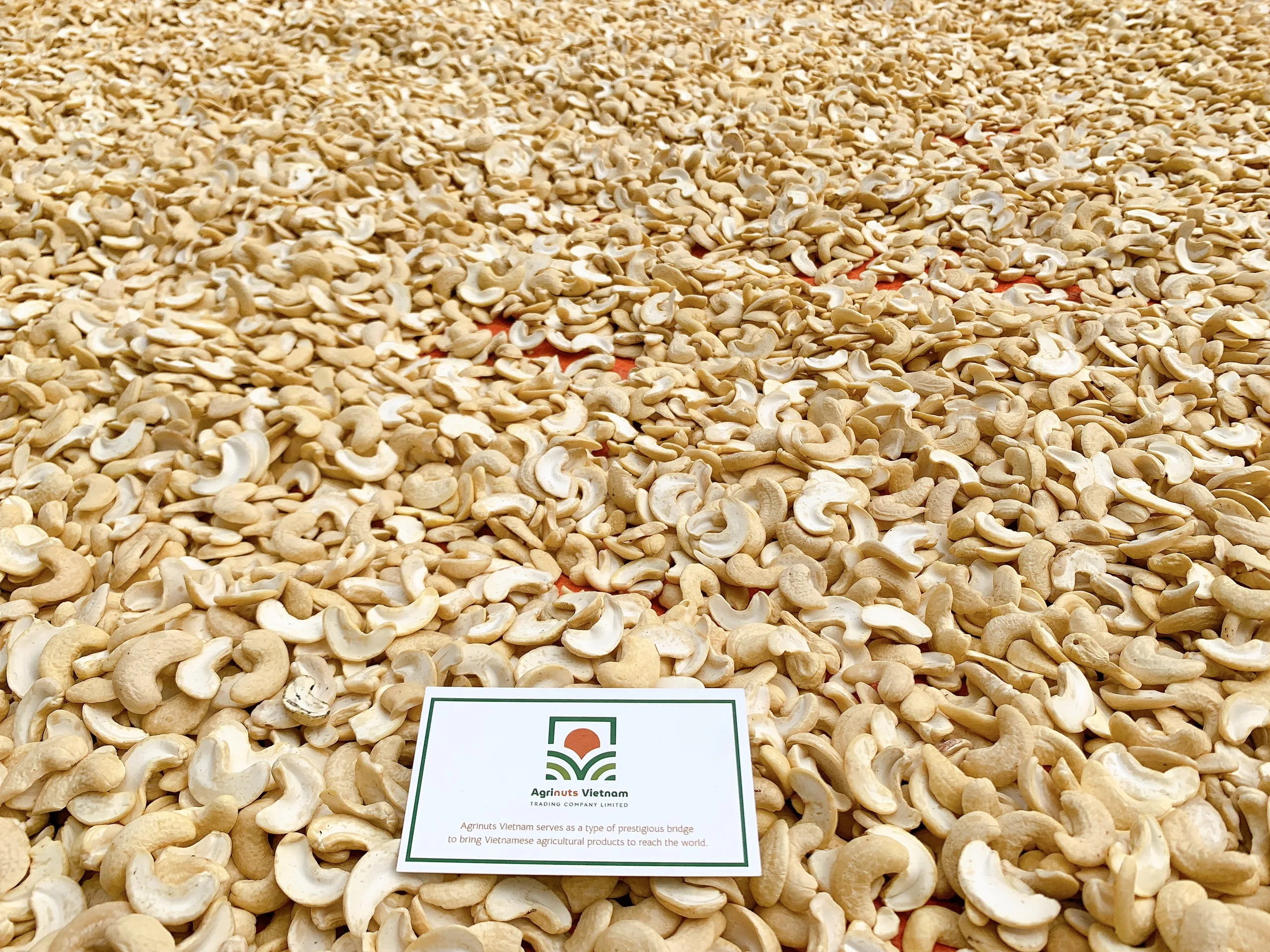Origin Vietnam Cashew nuts White splits WS high quality best price vacuum bag From Manufacture 84 915600321