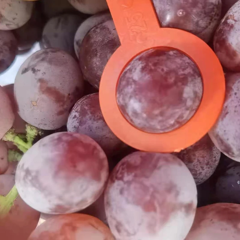 Fresh Grapes For Export