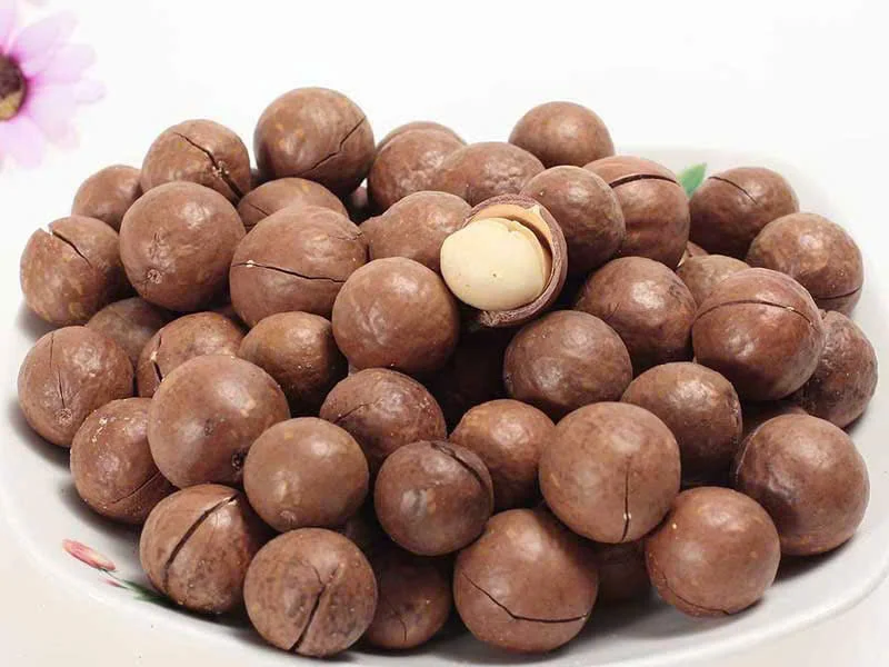 High Standard and High Quality Roasted Macadamia Nuts From Vietnam Crunchy and Flavorful Dried Nuts