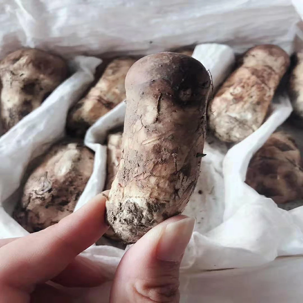 Detan Freshly picked Wild matsutake mushrooms  tricholoma matsutake