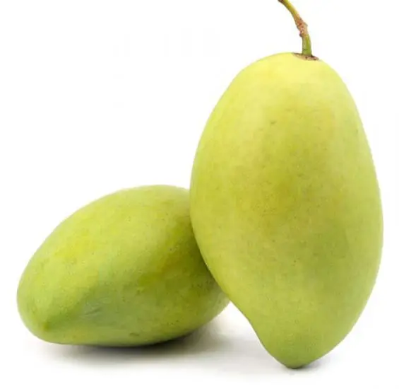TOP SELLER PRODUCT HOA LOC MANGO FROM VIET NAM EXPORT GRADE