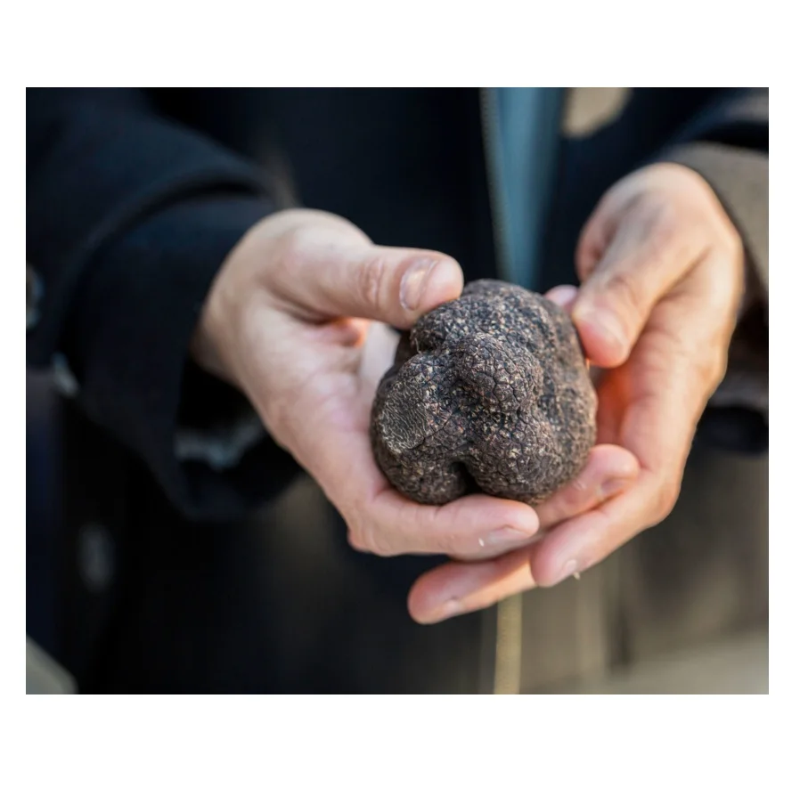 ORGANIC Color Shelf Mushroom Truffle Italy Wild Fresh Blackcarpaccio of Fine BLACK TRUFFLES