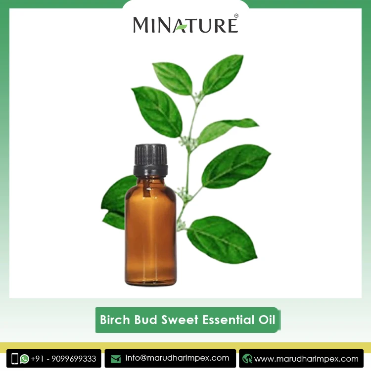 World Wide Selling Top Notch Quality 100% Pure and Organic Birch Bud Essential Oil for Global Purchasers