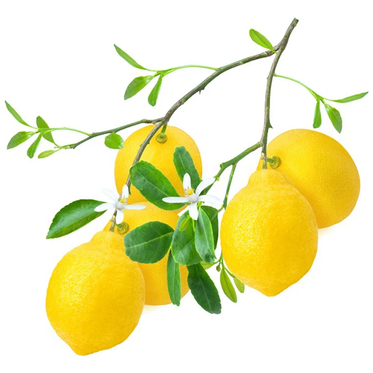 Artificial Lemons Faux Lemons Fruits in Yellow 3 Long x 2 Wide for Home Wedding Party Office Decor at best price